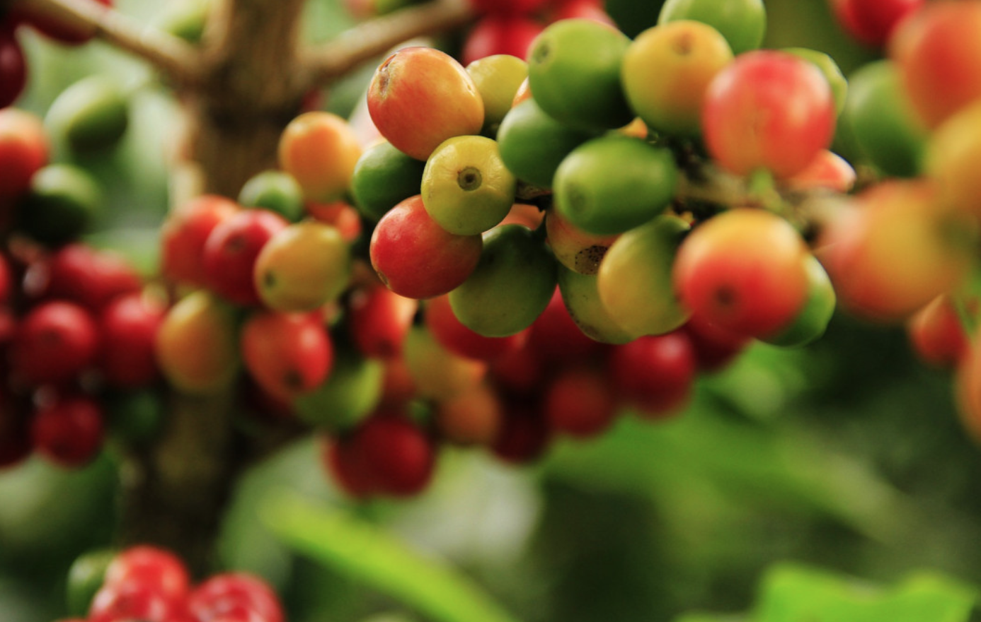 The coffee pulp that grows a forest!